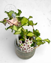 Load image into Gallery viewer, Hoya kanyakumariana (variegated)
