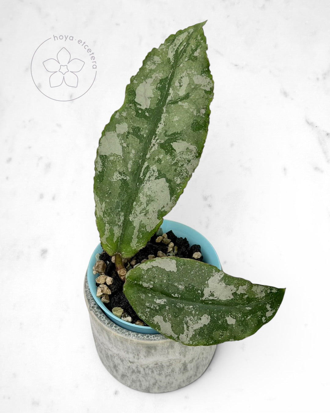 Hoya undulata (silver clone)