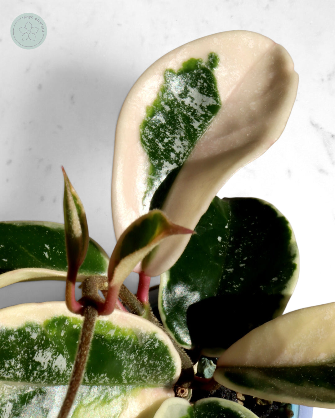 Hoya 'Krimson Queen' (splash)