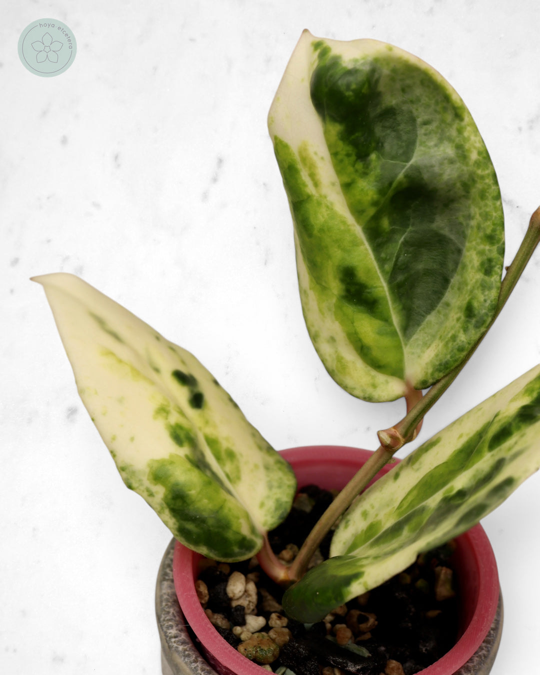 Hoya 'Candy' 🌱 cutting