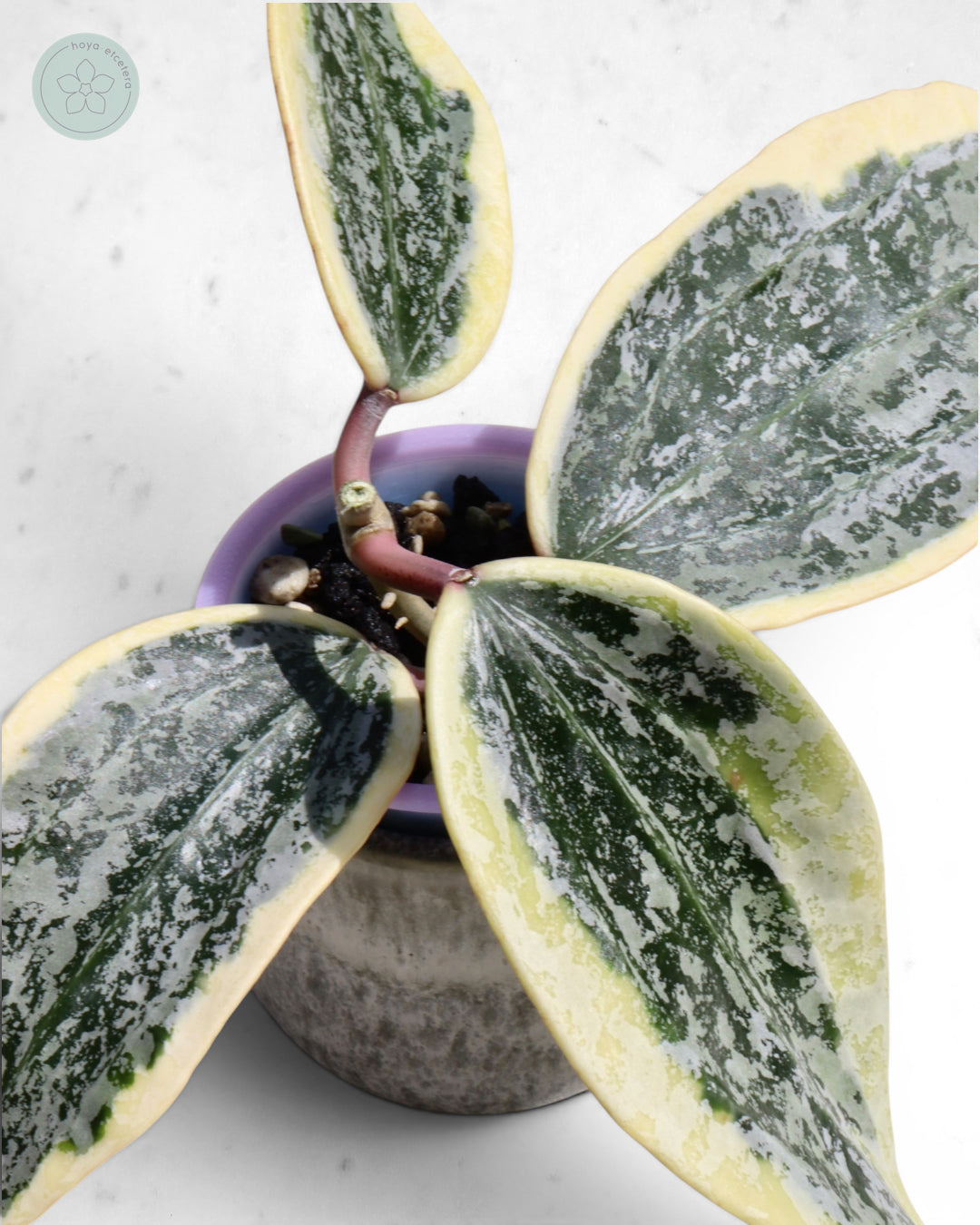 Hoya sp. Rangsan (albo splash) 🌱 cutting