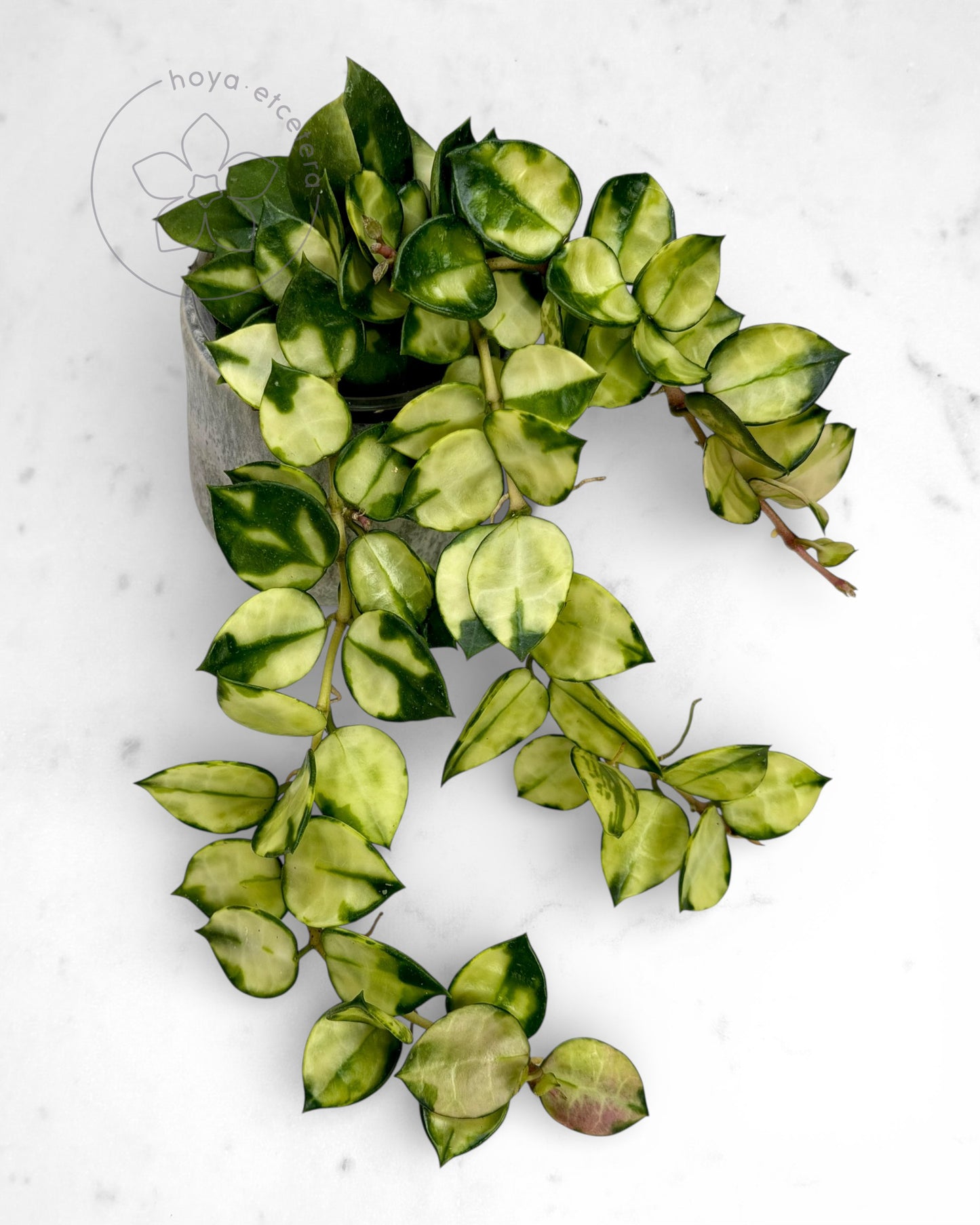 Hoya lacunosa 'Asami' (reverse variegated)