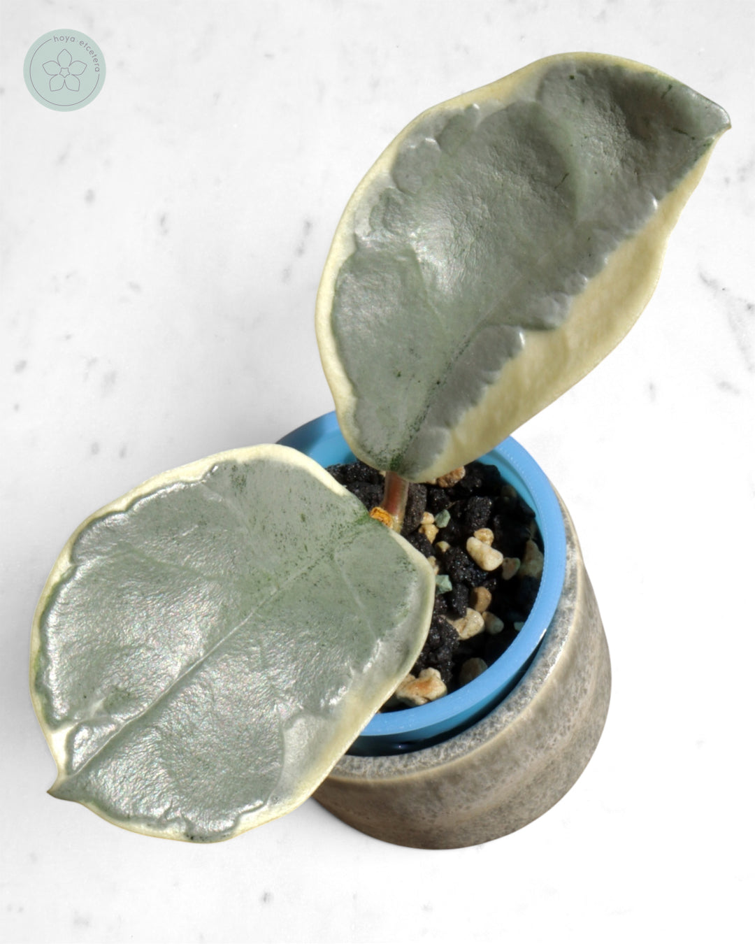 Hoya carnosa 'Argentea Picta'