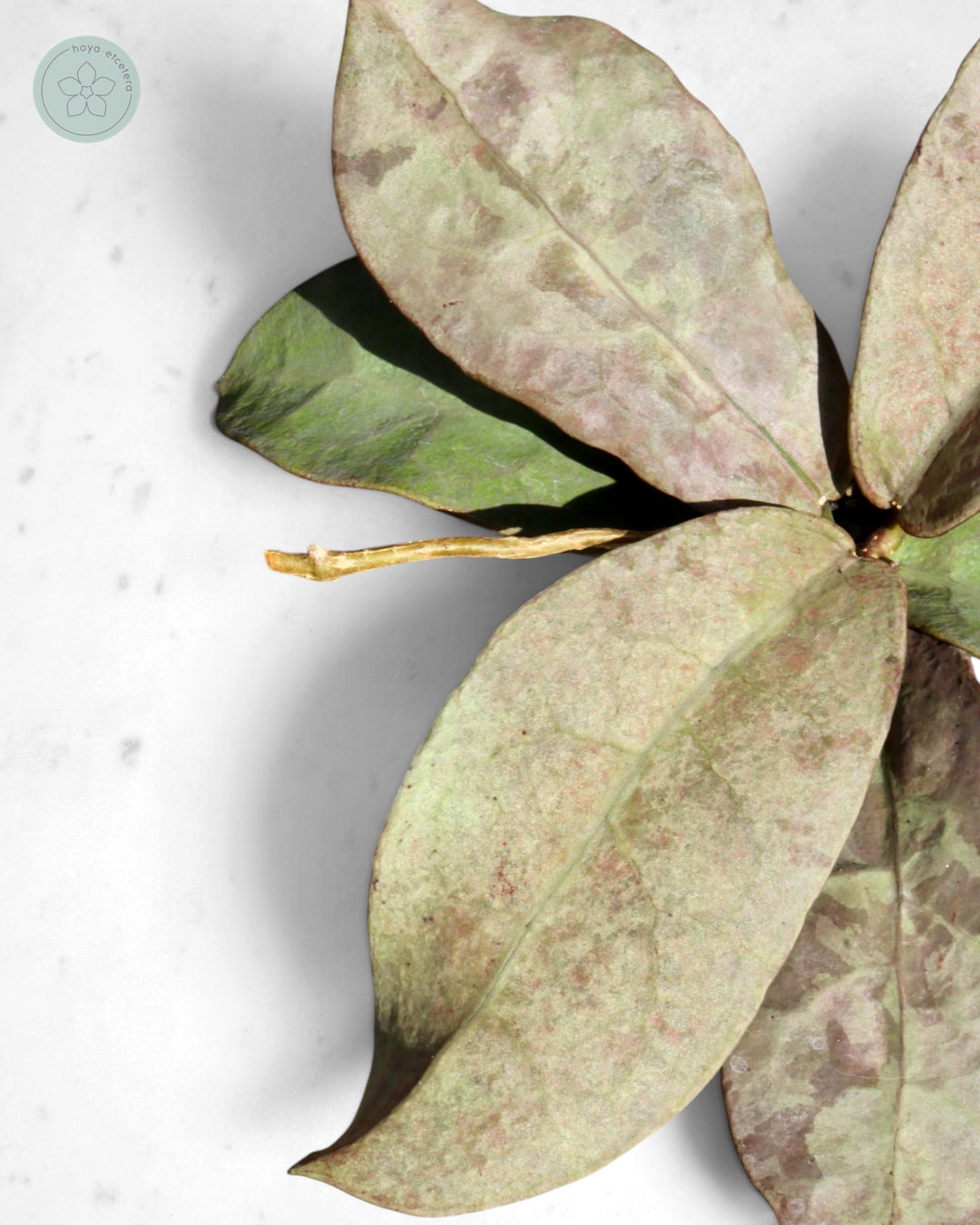 Hoya mitrata (Pearl Gold)