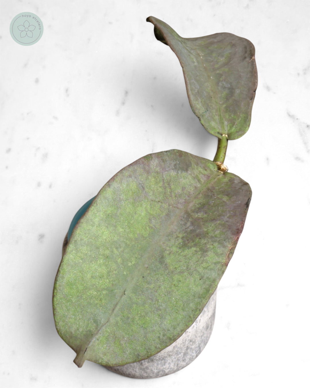 Hoya mitrata (Pearl Gold)