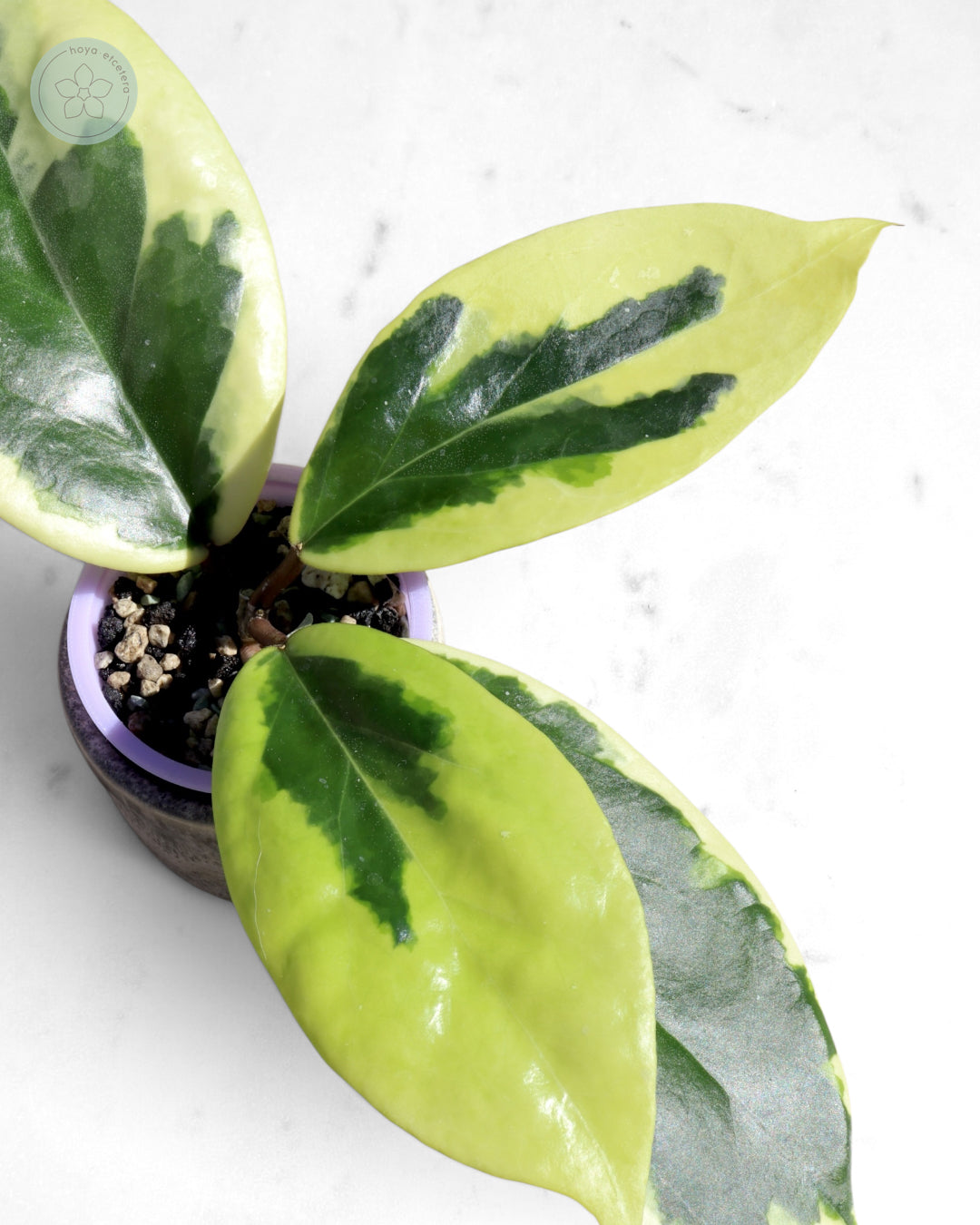 Hoya ilagiorum (albo)