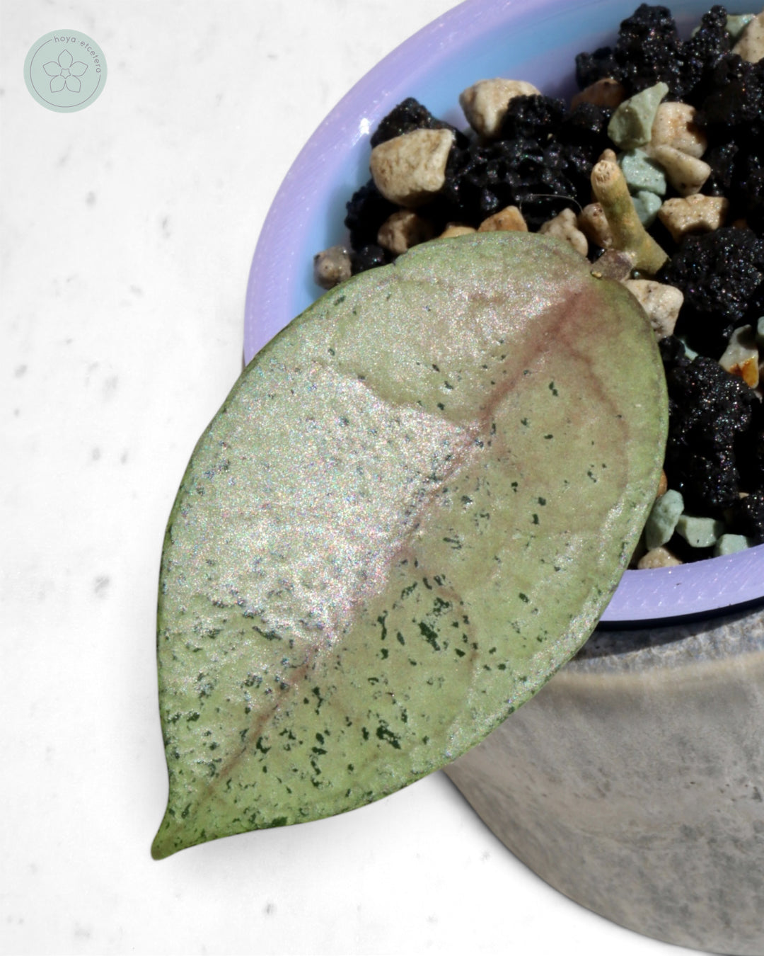 Hoya 'Moon Blush'