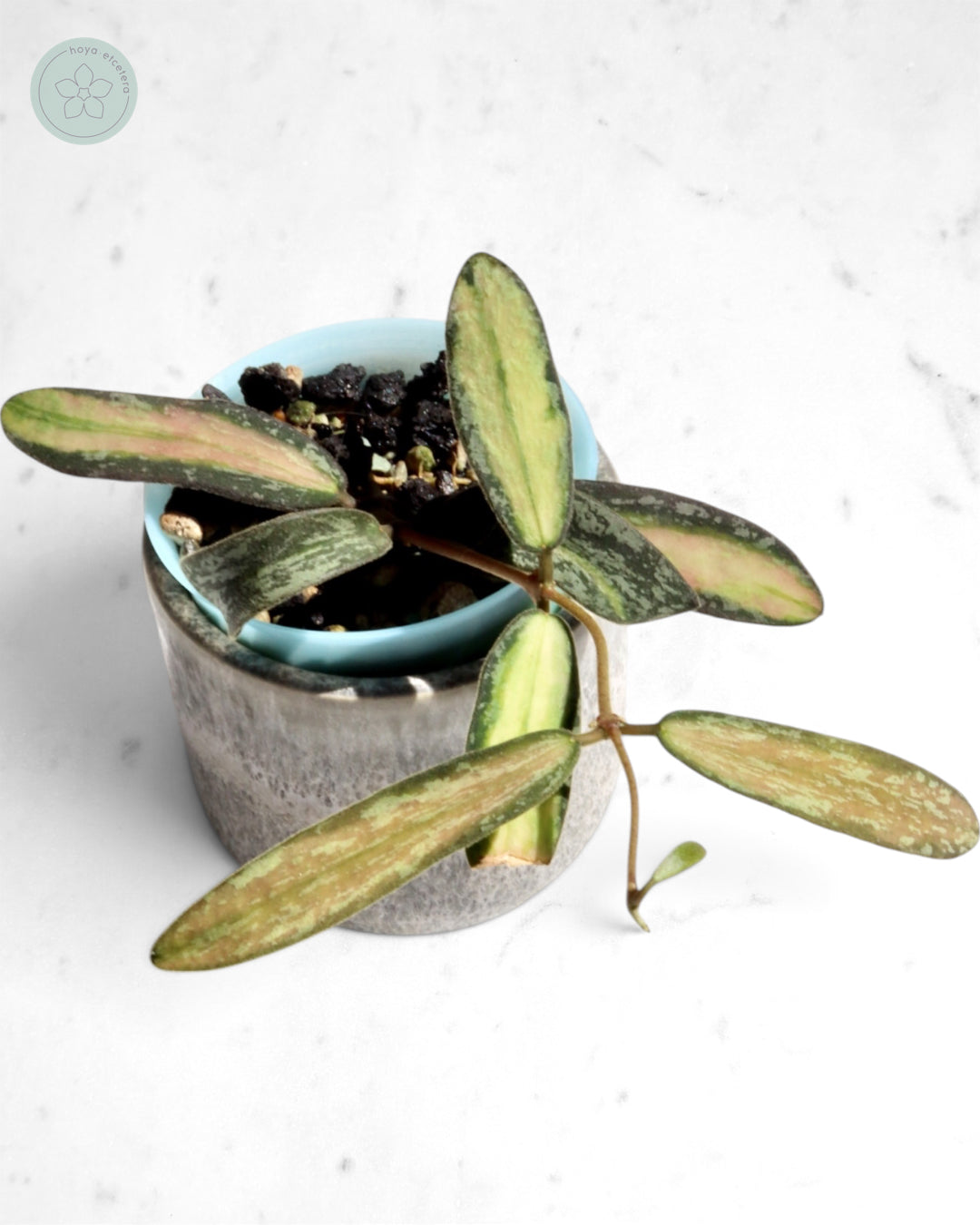 Hoya sigillatis (variegated splash)