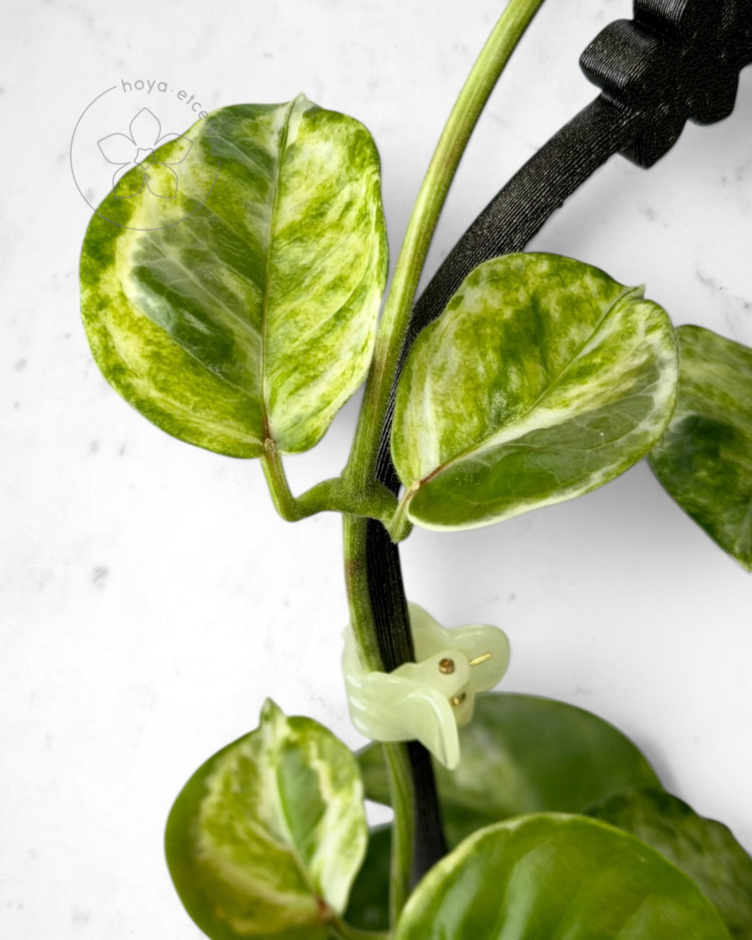 Hoya australis (peridot)