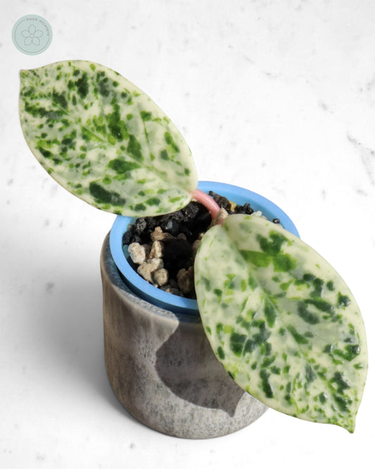 Hoya carnosa 'Madara' (Snow Angel)