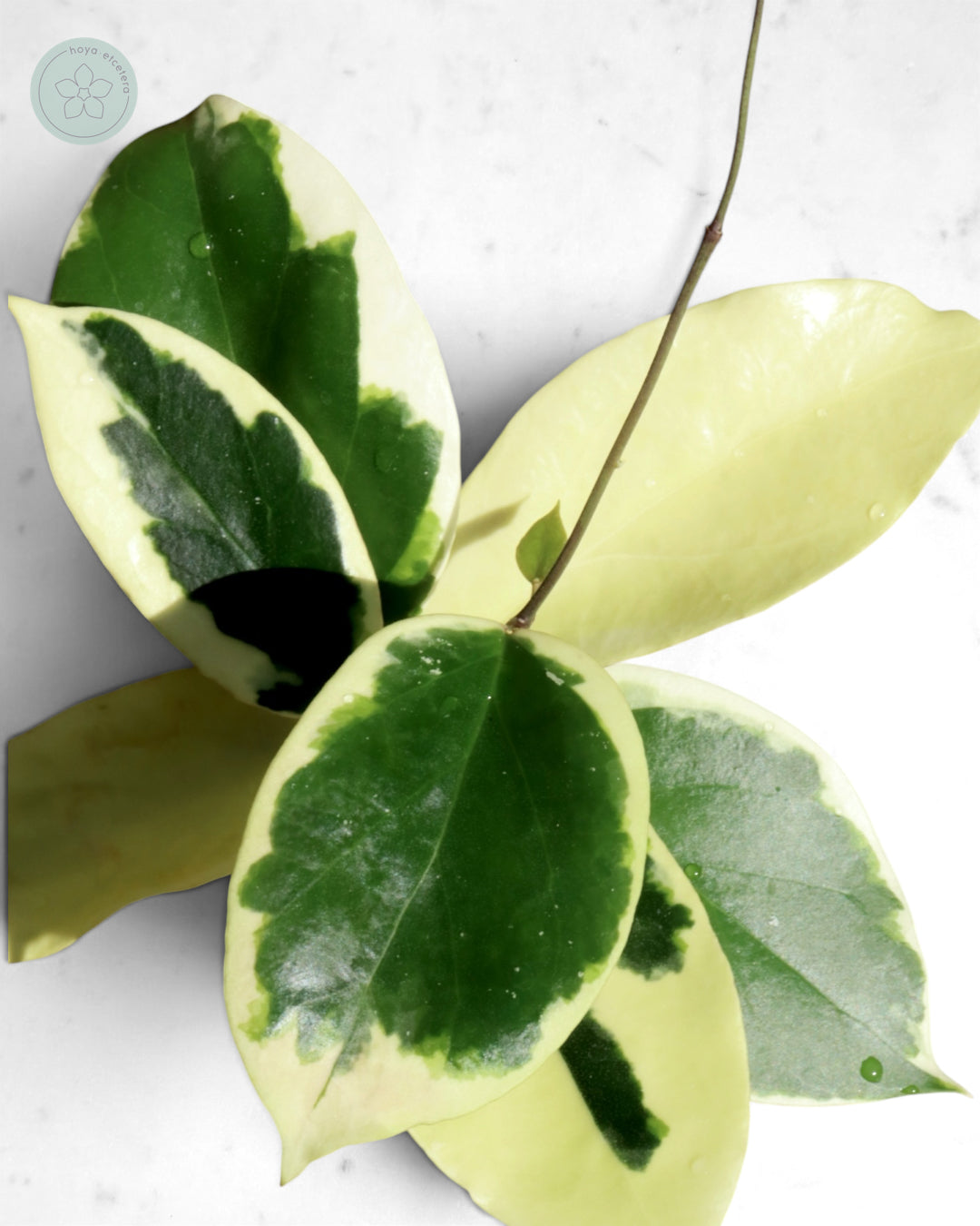 Hoya ilagiorum (albo)