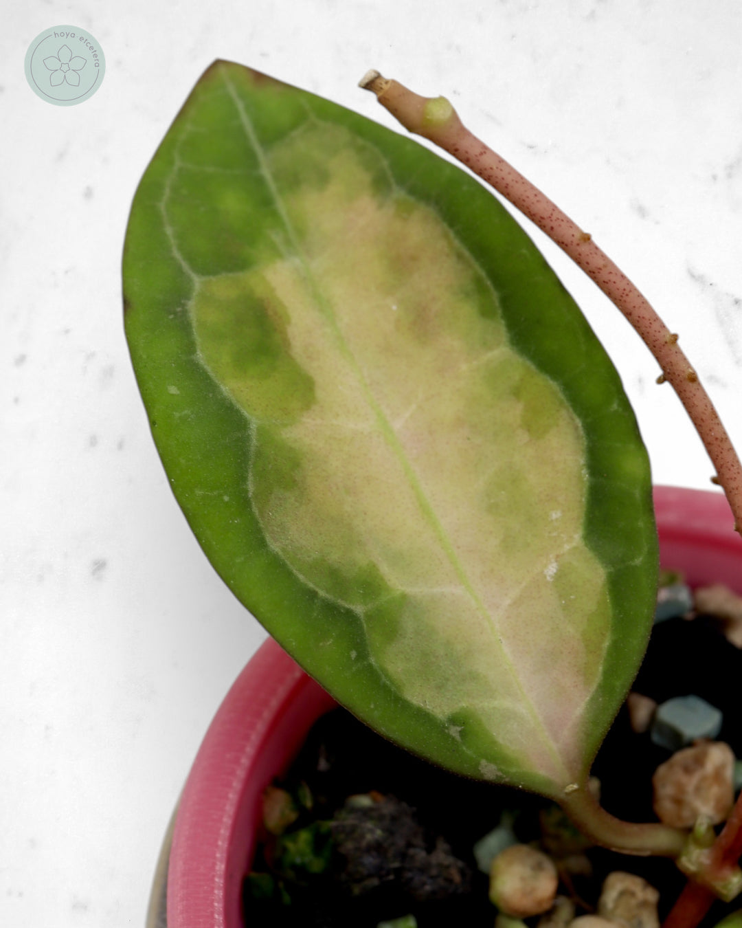 Hoya elliptica (variegated)