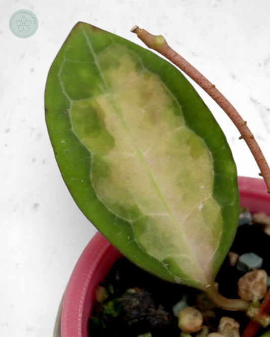 Hoya elliptica (variegated)