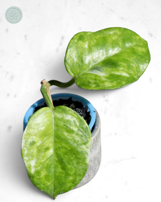 Hoya australis (peridot)