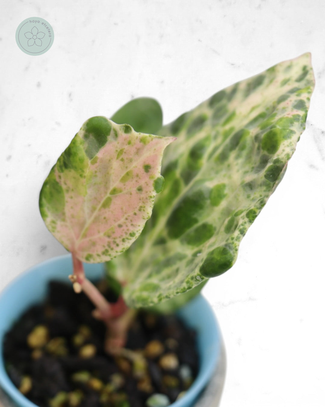 Hoya 'Candy'