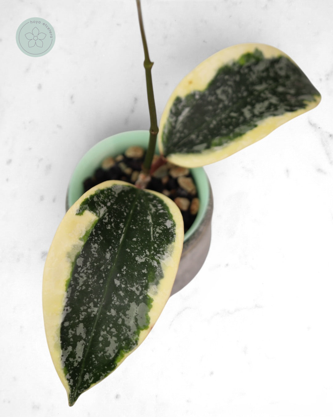 Hoya sp. Rangsan (albo splash)