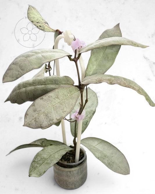Hoya mitrata (sp. Buntok silver AH clone) with 🌸