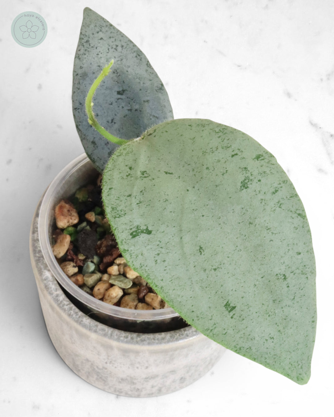 Hoya caudata 'Argene'