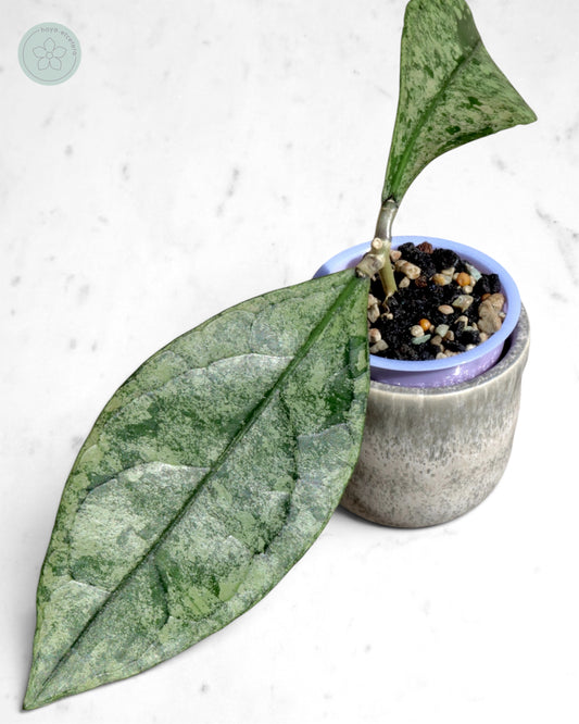 Hoya clemensiorum (Borneo silver)