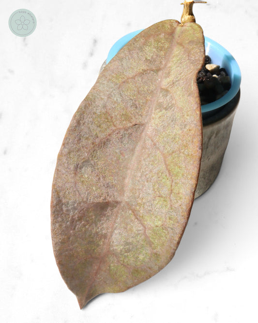 Hoya mitrata (Pearl Gold)
