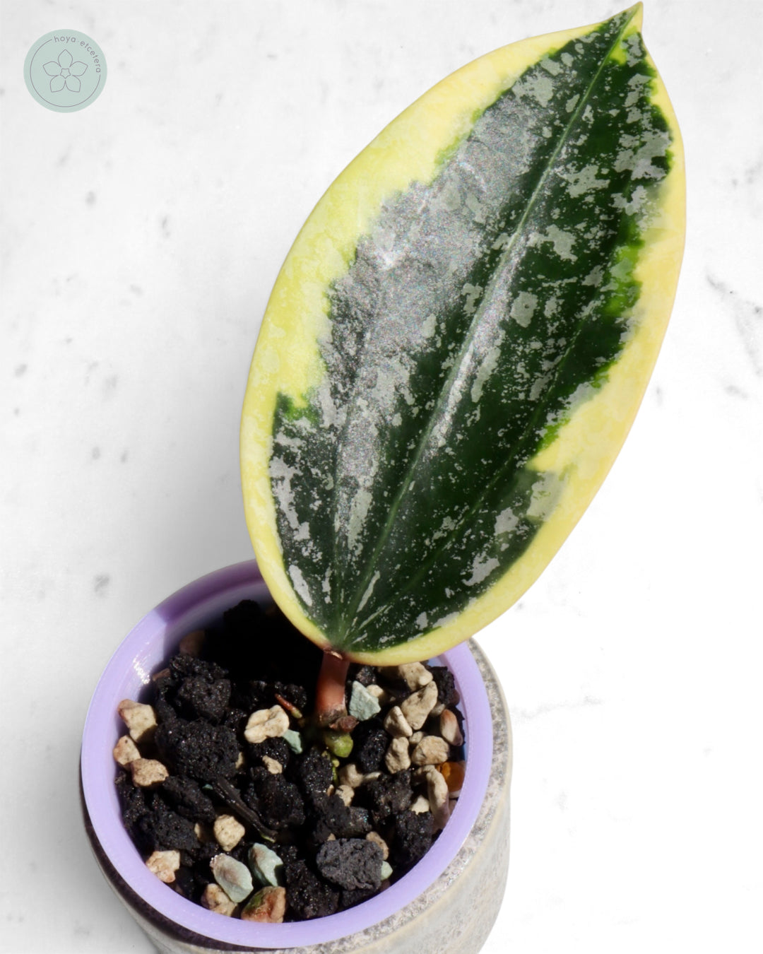 Hoya sp. Rangsan (albo splash)