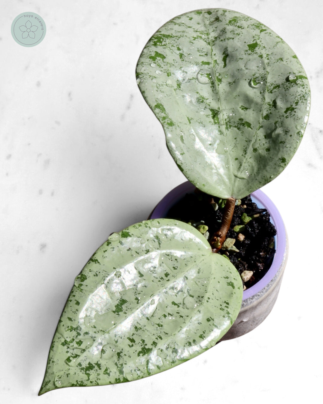 Hoya glabra 'Gin' (silver)