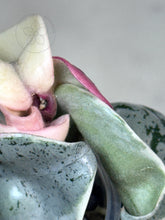 Load image into Gallery viewer, Hoya compacta 'Oblak' 🦄
