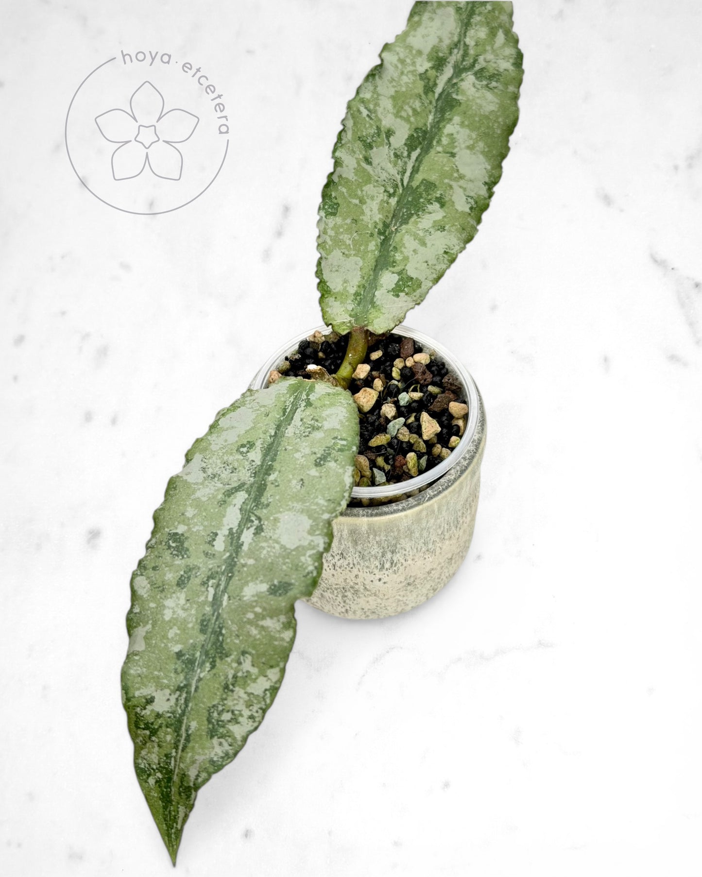 Hoya undulata (Clone 1 silver)