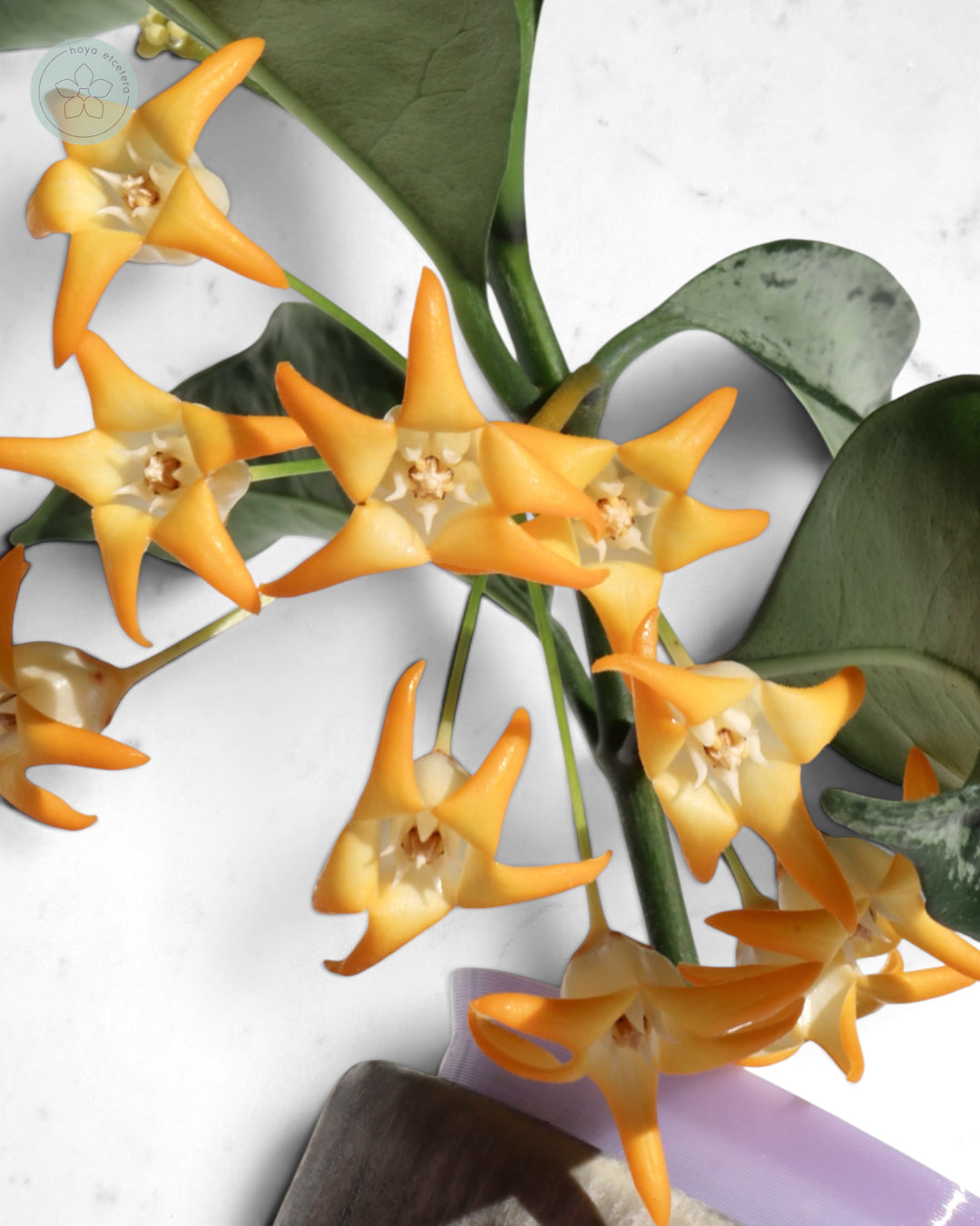 Hoya occultata (silver)