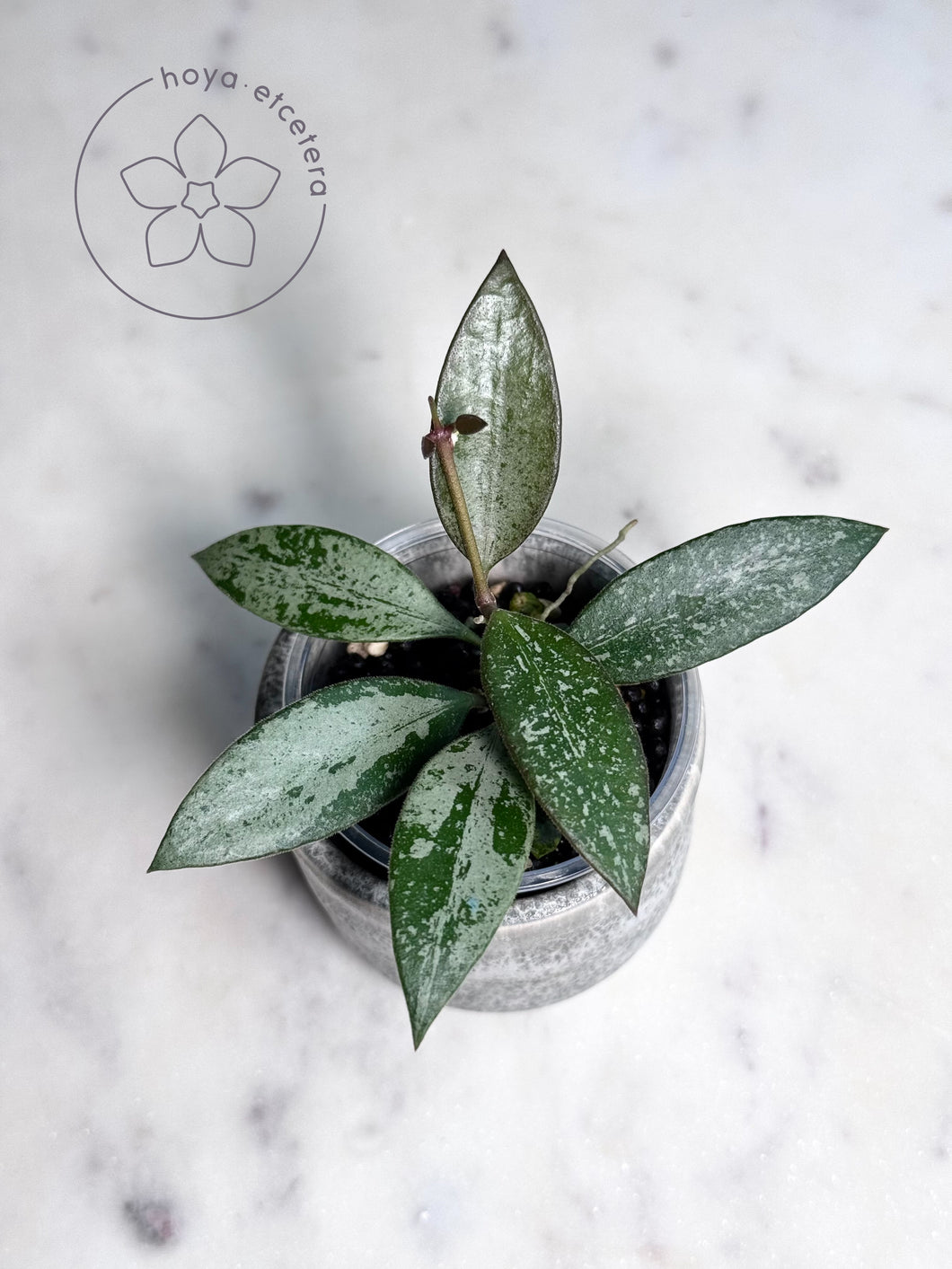 Hoya rosita (silver)