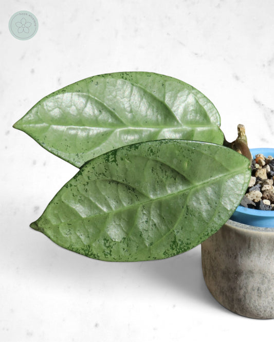Hoya sp. Lai Chau (silver)