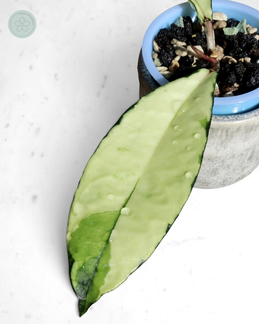 Hoya crassipetiolata (variegated)