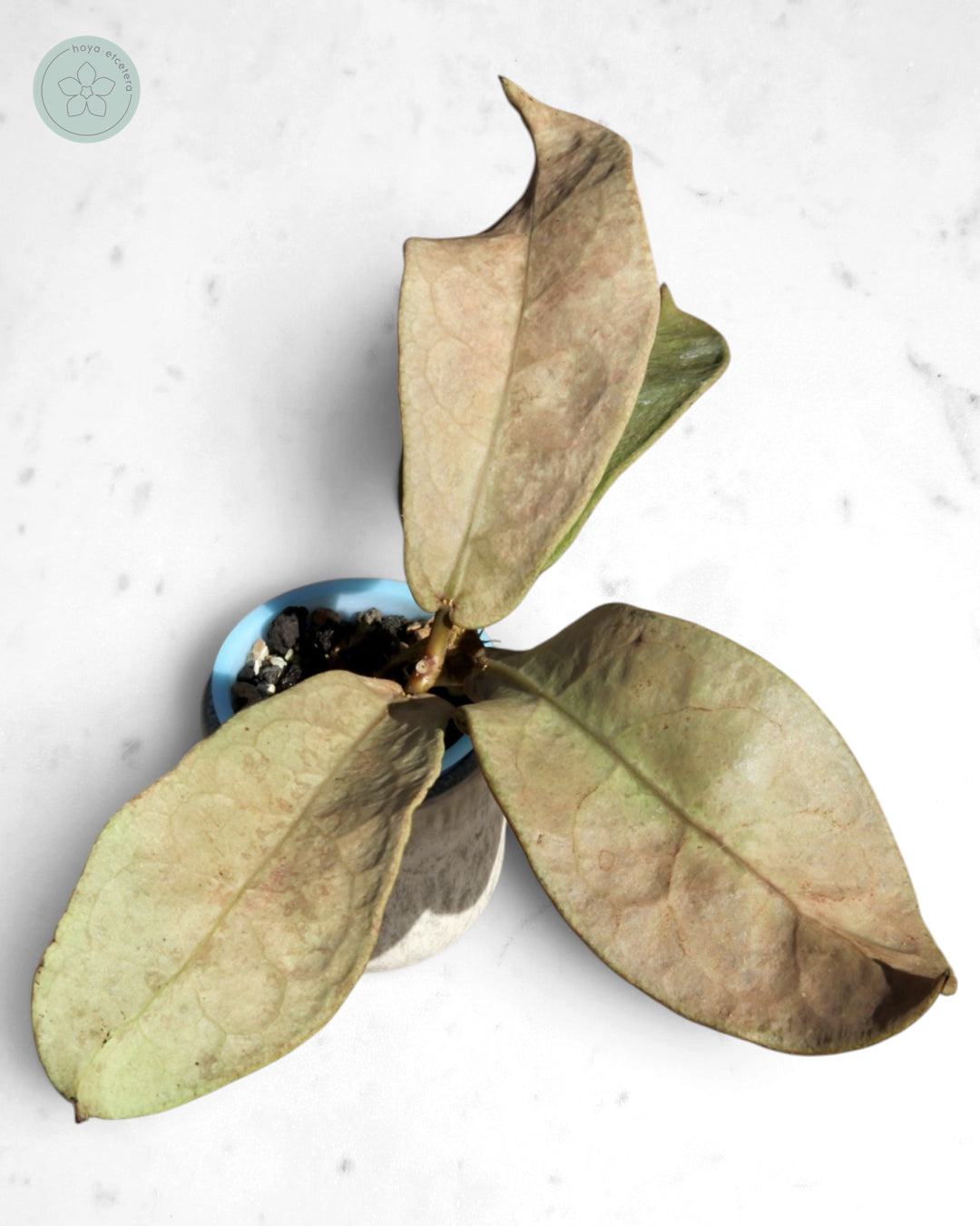 Hoya mitrata (Pearl Gold)
