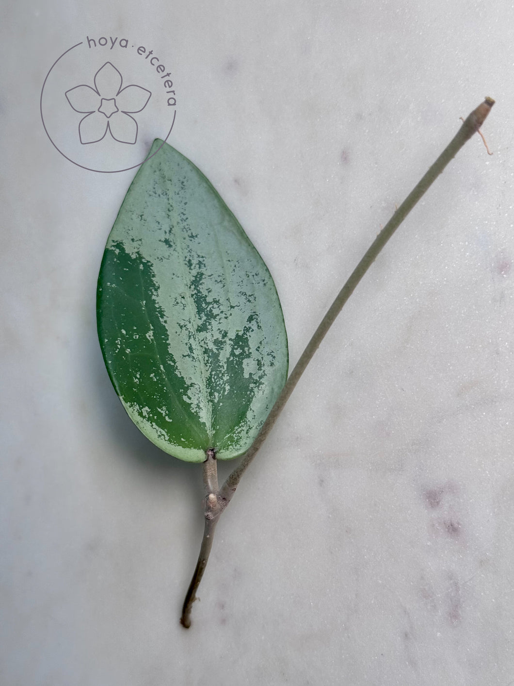 Hoya glabra (silver)