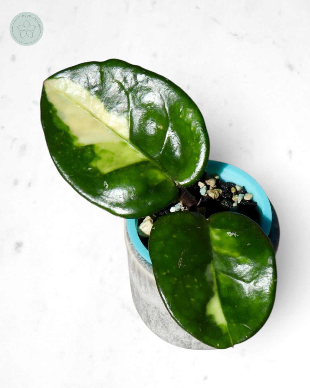 Hoya 'Momo'