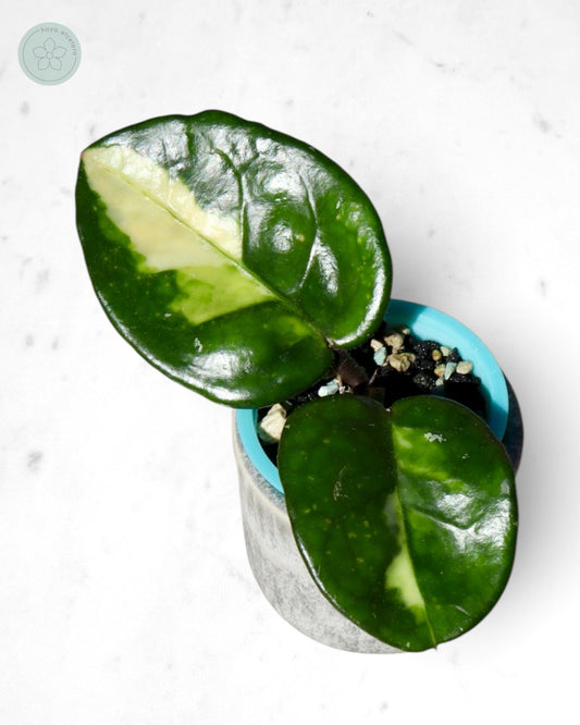 Hoya 'Momo'