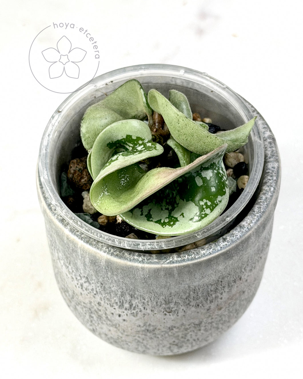 Hoya compacta (silver margin) 🦄