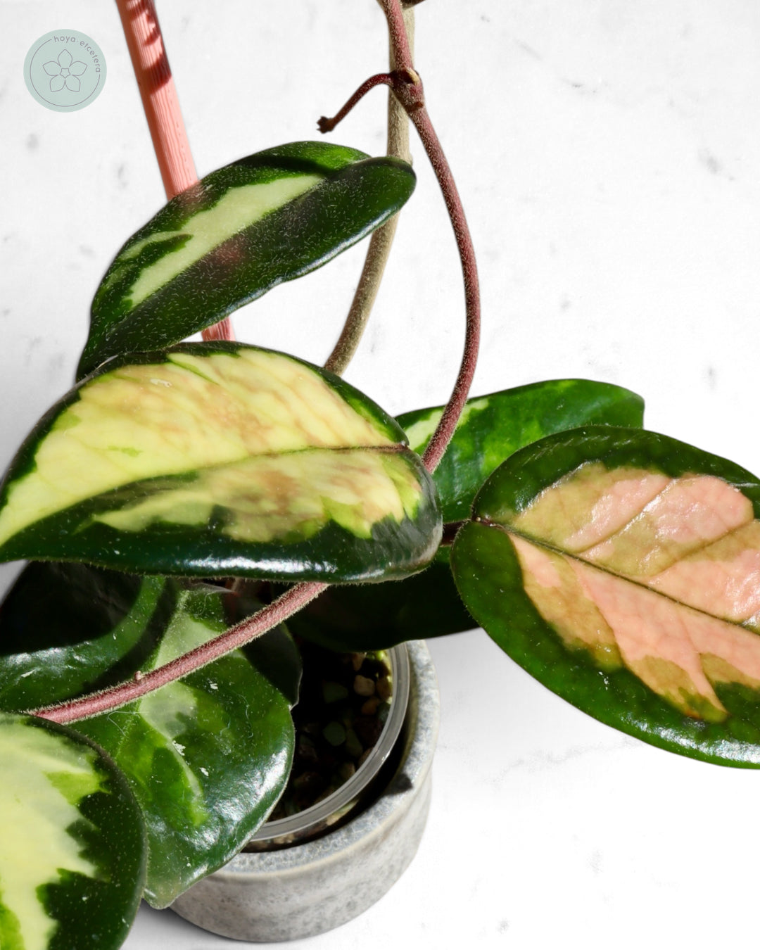 Hoya 'Momo'