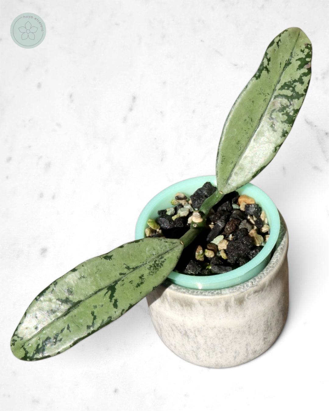 Hoya griffithii (ghost)