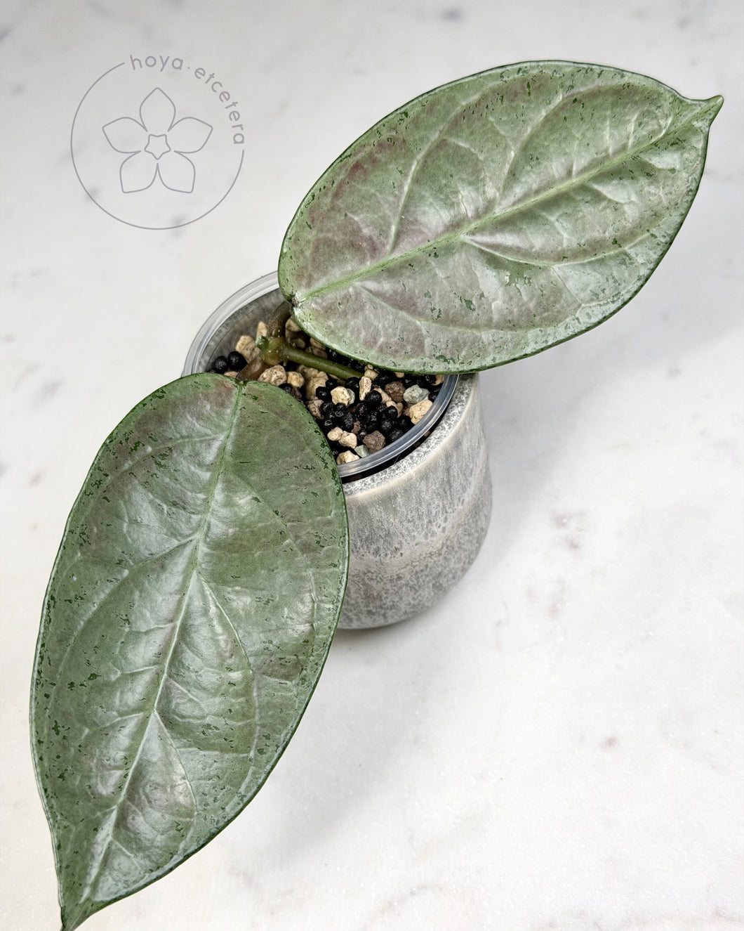 Hoya sp. Lai Chau (silver)