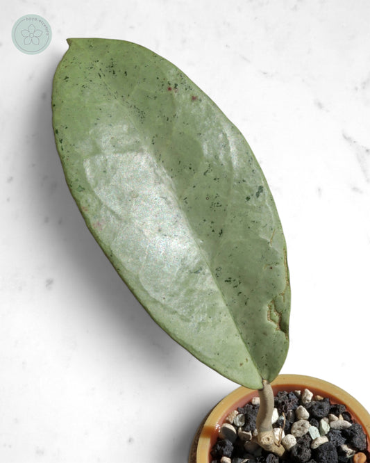 Hoya 'Emperor' (silver)