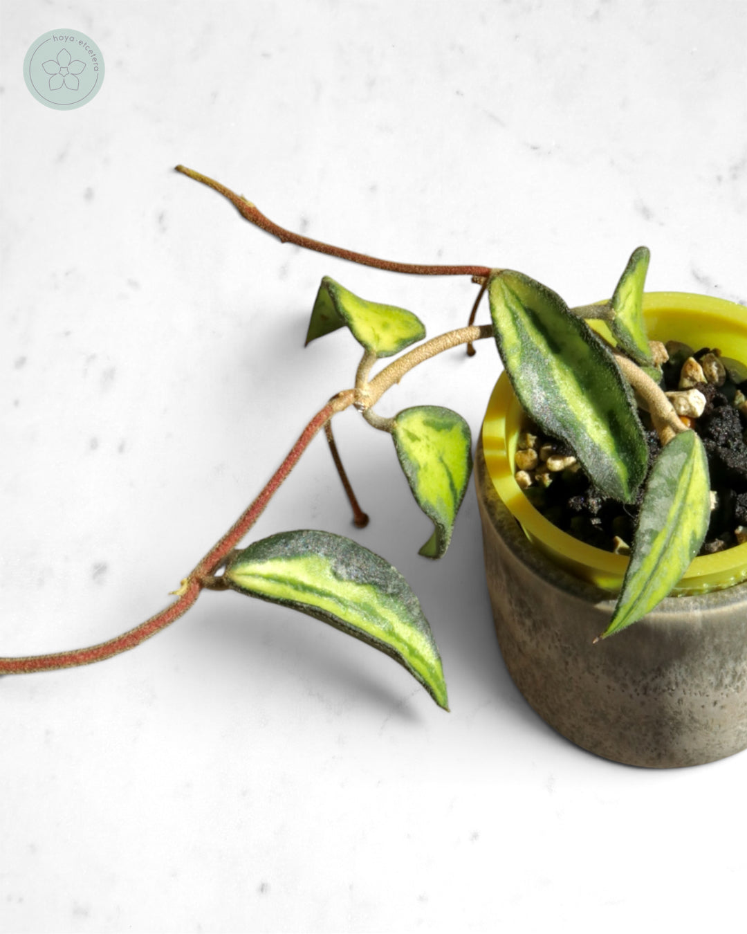Hoya phuwuaensis (variegated)