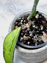 Charger l&#39;image dans la galerie, Hoya phuwuaensis (variegated)
