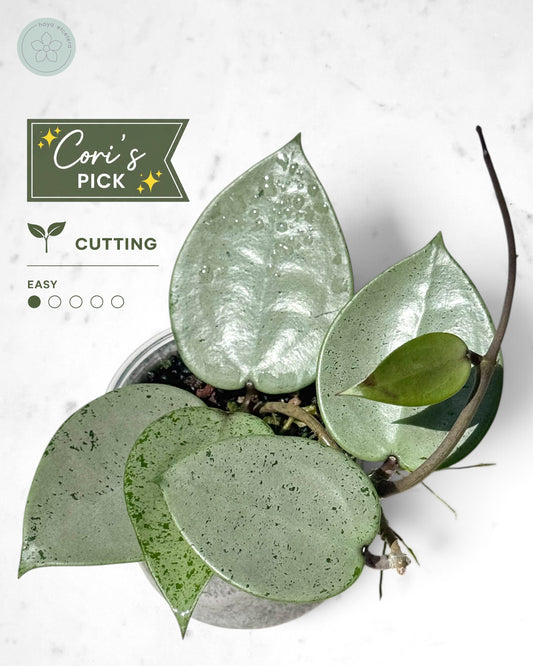 Hoya verticillata (silver heart)