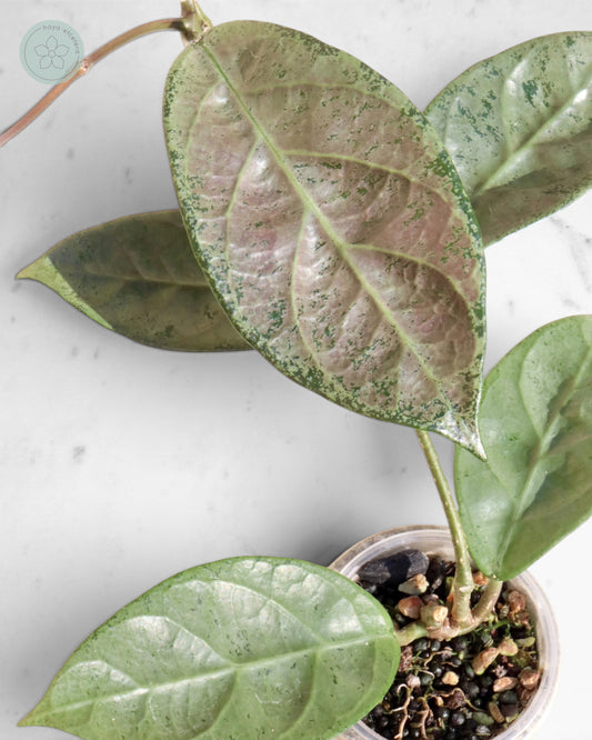 Hoya sp. Lai Chau (silver)