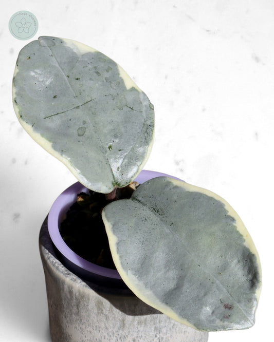 Hoya carnosa 'Argentea Picta'