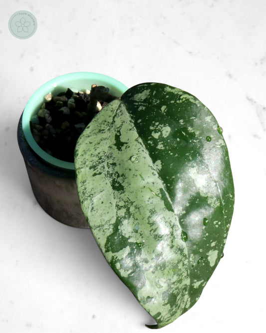 Hoya latifolia 'MRH'