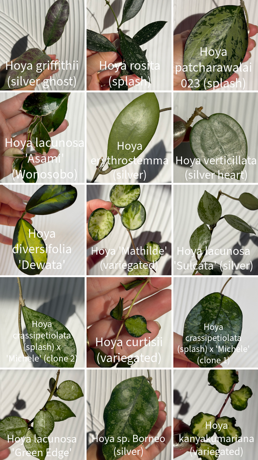 Genna’s Spring Party 🌱 🌸 Special Intro Price!