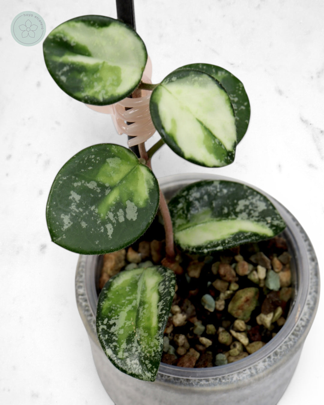 Hoya 'Mathilde' (variegated splash)