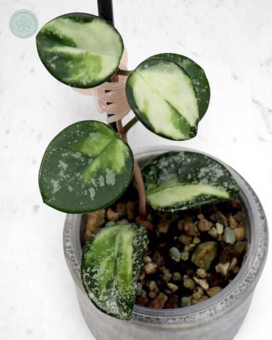 Hoya 'Mathilde' (variegated splash)